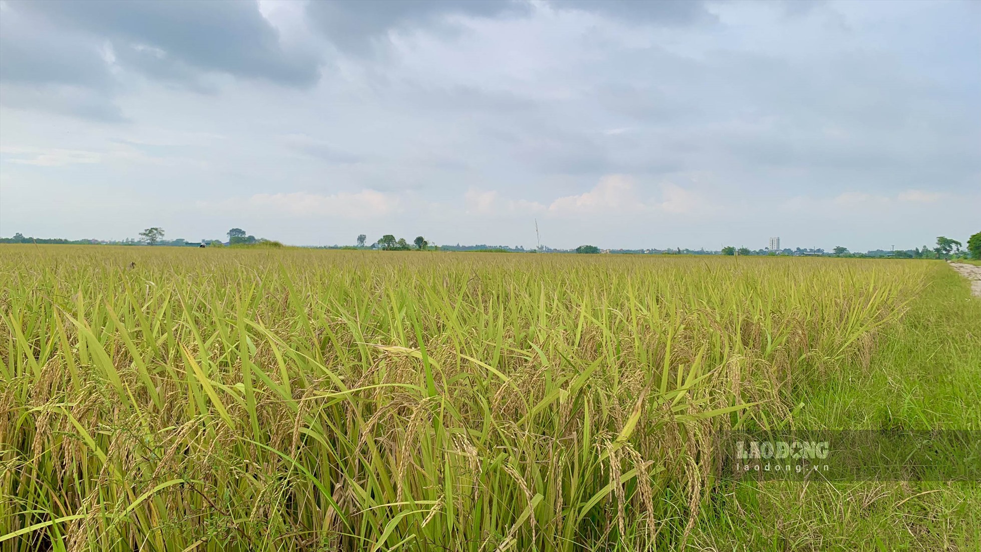 Nhờ có máy gặt, người nông dân cũng đỡ được phần nào nỗi vất vả, họ chỉ cần đợi máy gặt, đóng bao rồi chở thóc về mà không phải qua công đoạn tuốt lúa như trước. Ảnh: Thiên Hà.