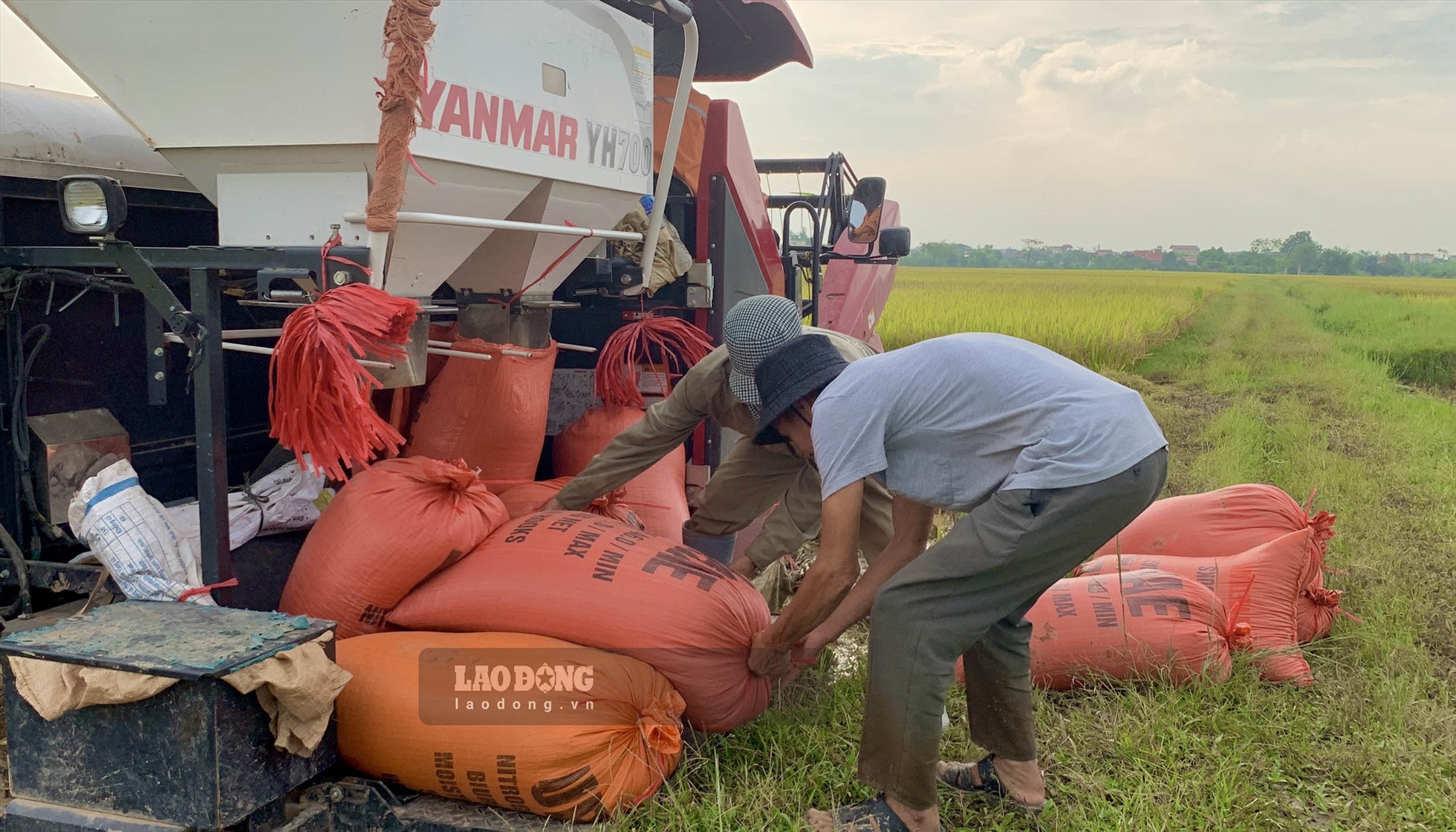 Công đoạn đóng bao, tiện lợi, người dân không phải bỏ quá nhiều công sức như những vụ gặt thủ công trước đây.