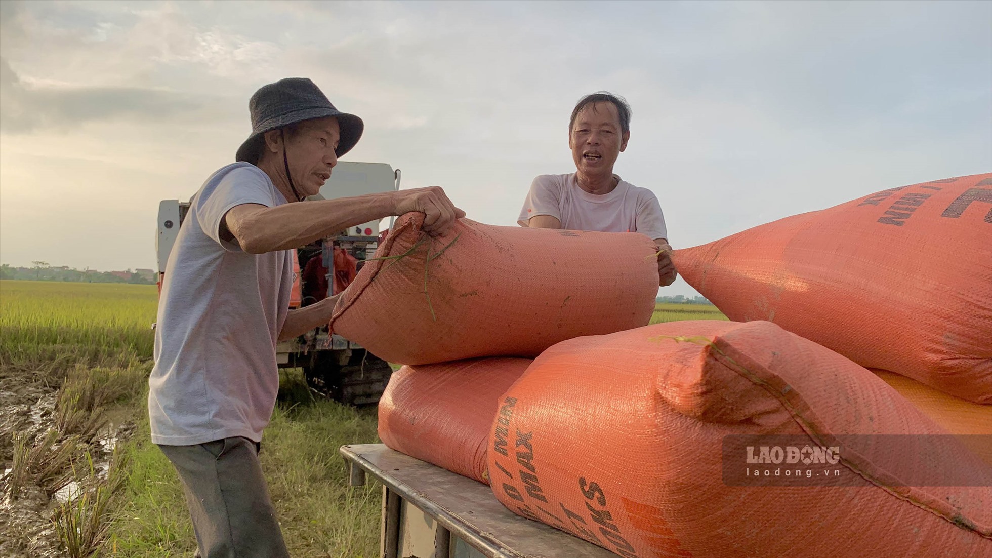 Tại cánh đồng thôn Tứ (xã Hồng Việt, huyện Đông Hưng, tỉnh Thái Bình) những người nông dân nơi đây đang nhanh tay thu hoạch, tiếng cười nói, tiếng máy gặt rộn ràng khắp đồng quê đang vào mùa. “Nhà tôi năm nay thu hoạch có hơn 9 sào thôi, chủ yếu là thóc T10. Năm nay thời tiết mưa nhiều nên cũng chịu ảnh hưởng không ít nhưng may mắn là bão gió ít tác động hơn nên lúa không bị đổ, gặt máy cũng dễ hơn, không phải đi buộc lúa và gặt lúa bằng tay (gặp thủ công)” - bác Nguyễn Văn Điềm cười nói vui vẻ kể. Ảnh: Thiên Hà.