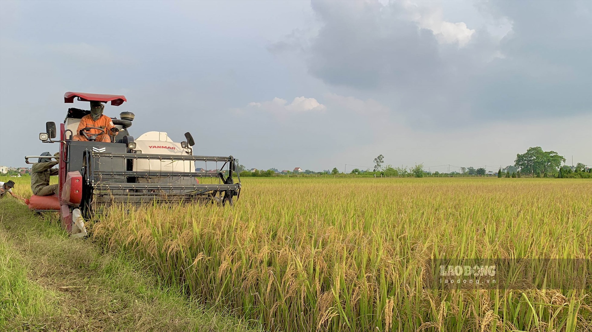 Thay vì phải gặt tay như ngày trước, những cánh đồng này được thu hoạch bằng máy, tiện lợi hơn rất nhiều, bà con nông dân cũng đỡ vất vả hơn. Tại xã Hồng Việt, huyện Đông Hưng, tỉnh Thái Bình giá gặt bằng máy sẽ dao động từ 120 - 150 nghìn đồng/sào, anh Lương Quốc Tuấn - một hộ dân có máy gặt thuê trên địa bàn cho biết. Ảnh: Thiên Hà.