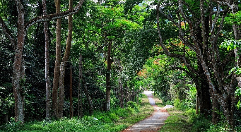 Vườn quốc gia Cúc Phương là nơi cư trú của nhiều loài động, thực vật quý hiếm. Ảnh: KTMT