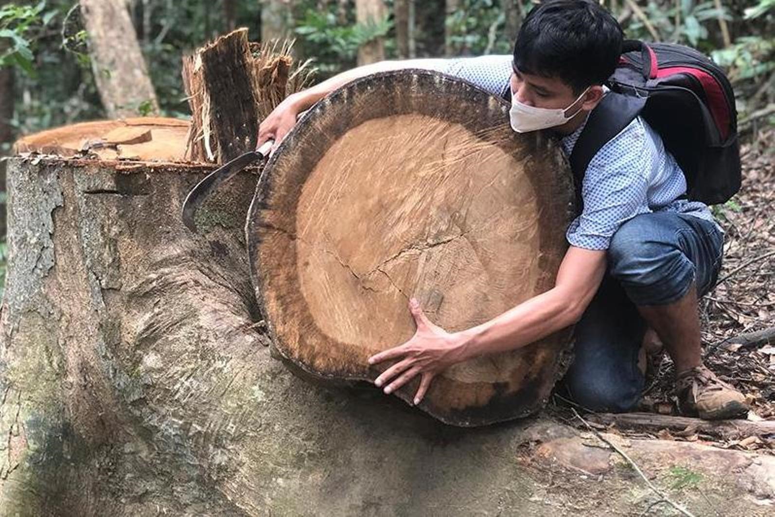 Tình trạng phá rừng ở Quảng Ngãi vẫn chưa được ngăn chặn triệt để.