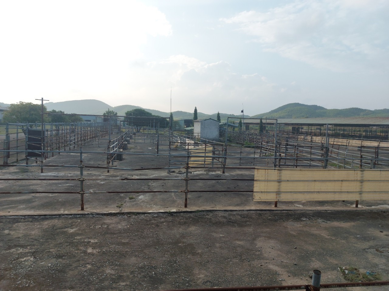 Hệ thống rào chắn mỗi khi nhập bò về sẽ cho vào đây để kiểm tra sức khỏe, trọng lượng trước khi cho vào chuồng nuôi và đưa ra tập kết mỗi lần xuất bán. Ảnh: TT.