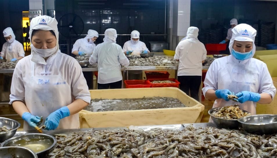 Xuất khẩu thủy sản tỉnh Cà Mau đạt 1 tỉ USD năm 2022, góp phần cùng cả nước đạt kim ngạch xuất khẩu về đích trước chỉ tiêu 10 tỉ USD. Ảnh: Nguyễn Phú