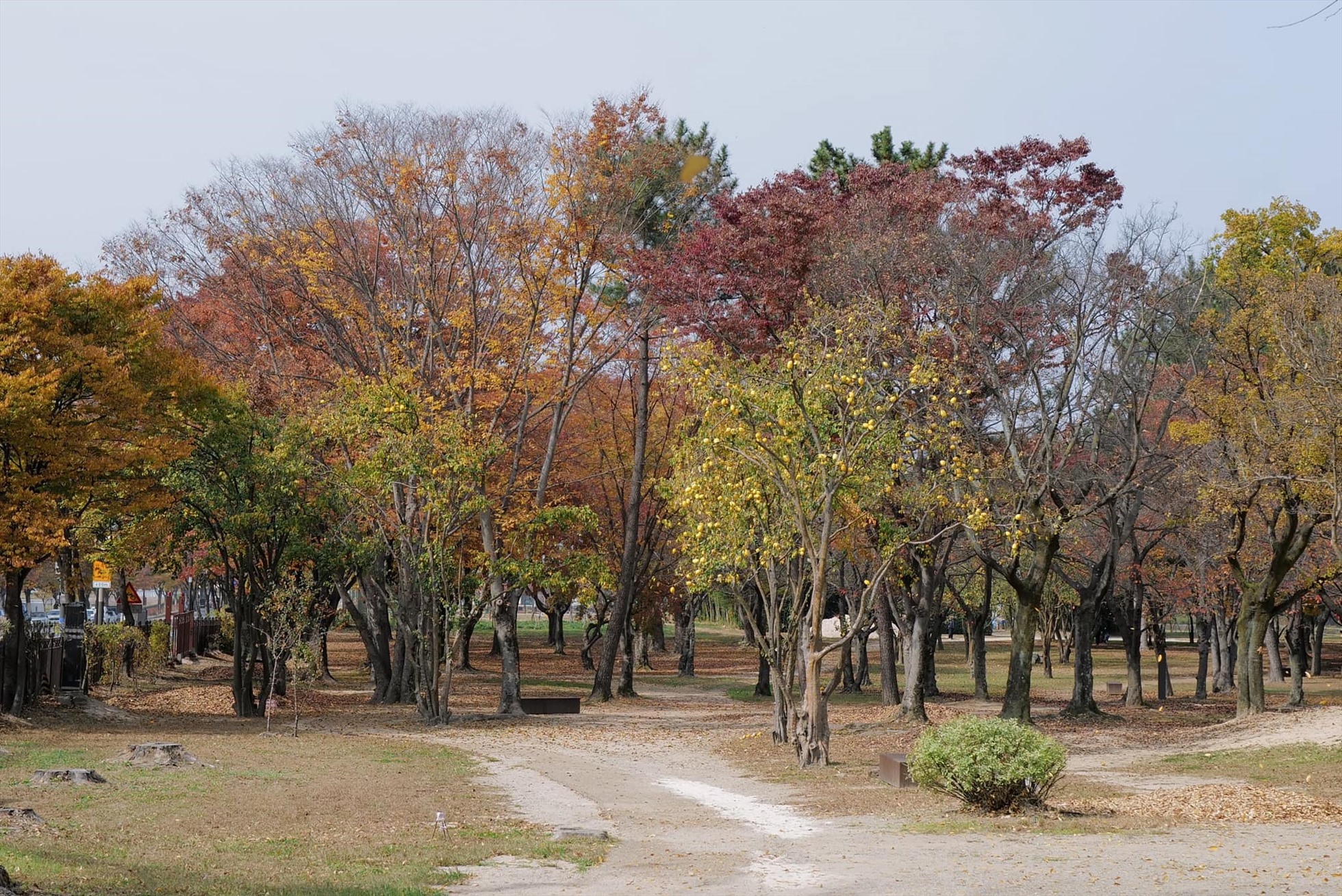 Những tán cây ngả sắc vàng mùa thu tại Busan.