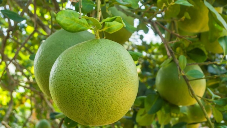 Bưởi Năm Roi Kế Thành. Ảnh: Mia