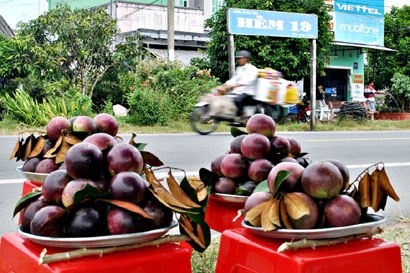 Vú sữa tím Đại Tâm. Ảnh: Tổng cục du lịch
