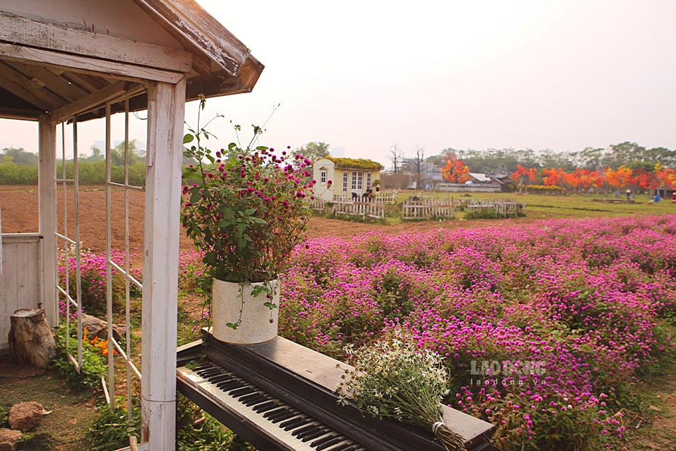 Ngoài những vườn hoa rực rỡ đầy màu sắc, thảo nguyên hoa Long Biên còn bố trí xen kẽ thêm các góc chụp hình với những phong cách khác nhau, giúp du khách có nhiều lựa chọn để bộ ảnh thêm phong phú.