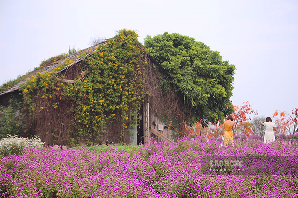 Không gian rộng hơn 6ha, thảo nguyên hoa được thiết kế tinh tế, sáng tạo với rất nhiều góc không gian tạo nên những mảng màu sắc tuyệt đẹp cùng với nhiều góc chụp mà chỉ cần giơ máy ảnh lên là có ảnh đẹp.