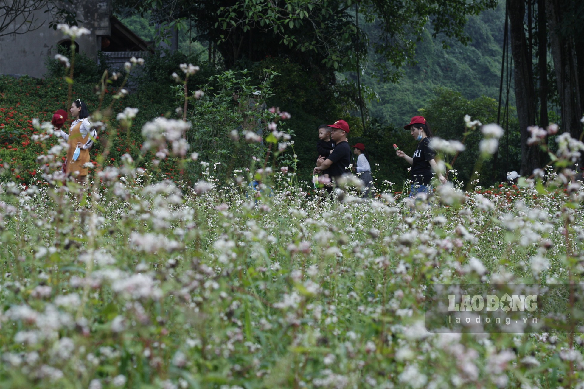 Vườn hoa tam giác mạch đặc biệt này rộng hơn 1.000m2, nằm trong khu du lịch vườn chim Thung Nham, thuộc xã Ninh Hải, huyện Hoa Lư, tỉnh Ninh Bình. Ảnh: NT