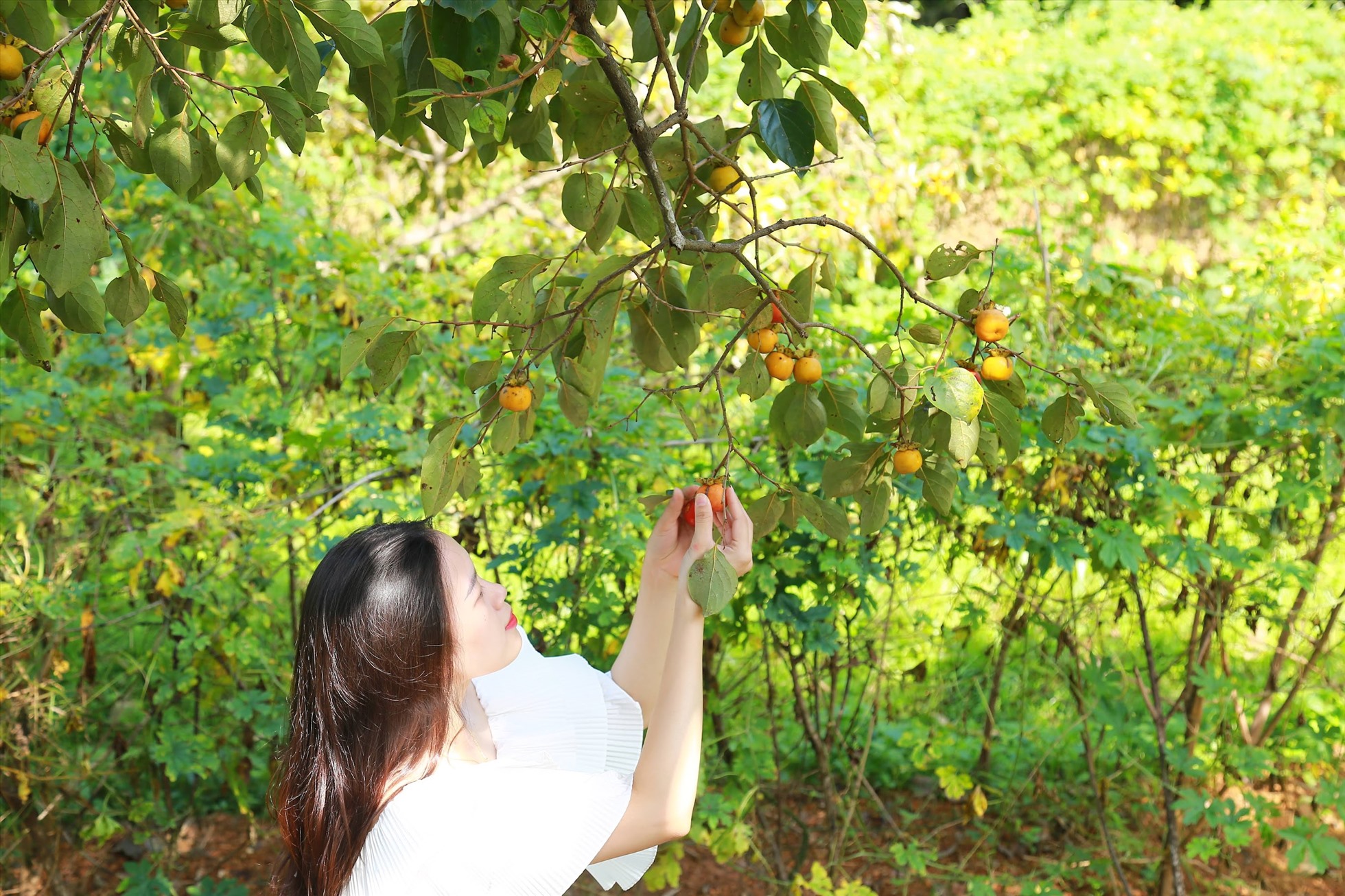 Dịch vụ tham quan vườn hồng mới nở rộ vài năm gần đây. Hiện xã Nam Anh có ba điểm du lịch bán vé cho du khách thăm các vườn hồng