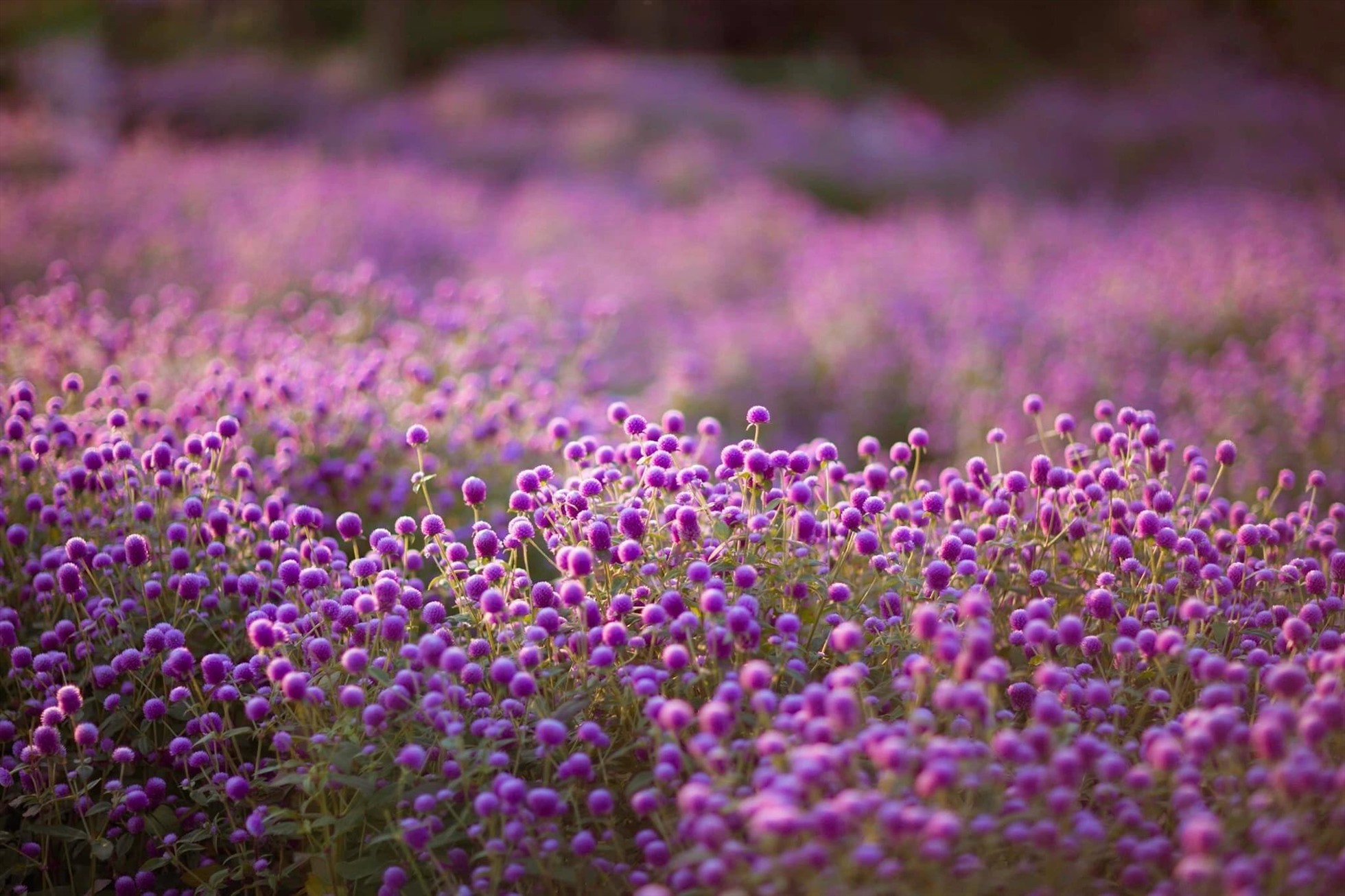 Tuyển tập 100+ bức ảnh hình ảnh hoa cúc dại đẹp lãng mạn