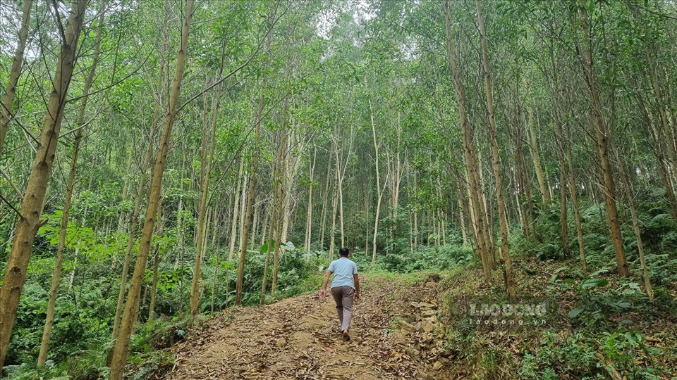 Anh Nịnh Văn Lìn chuyển đổi sang trồng cây gỗ lớn mang hiệu quả kinh tế cao. ảnh: Phùng Minh