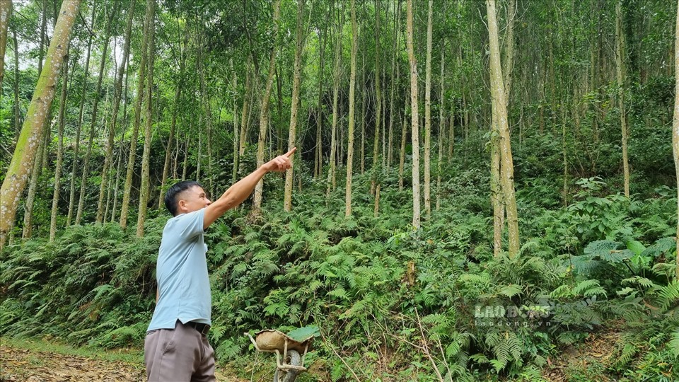 Cuộc sống của gia đình anh Lìn ổn định hơn từ khi tập trung phát triển cây gỗ lớn. Ảnh: Phùng Minh