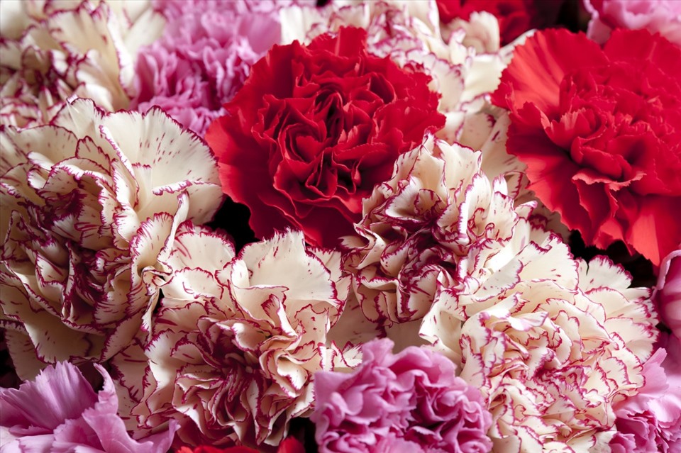 Với mỗi màu sắc, loài hoa cẩm chướng đem đến nhiều ý nghĩa khác nhau để có thể lựa chọn dành tặng thầy cô. Ảnh: Xinhua