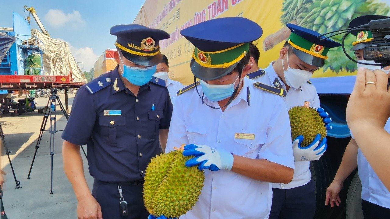 Cán bộ hải quan và Kiểm dịch thực vật kiểm tra lô hàng sầu riêng đầu tiên của Việt Nam xuất khẩu qua Trung Quốc vào ngày 19.9 vừa qua tại cửa khẩu Hữu Nghị, Lạng Sơn. Ảnh: Trần Tuấn.