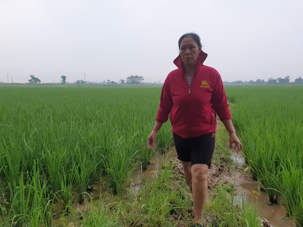 Diện tích đất nông nghiệp của gia đình bà Nguyễn Thị Tâm đều thuộc diện bị thu hồi phục vụ xây dựng Khu công nghiệp Vsip 2. Ảnh: Trần Tuấn.
