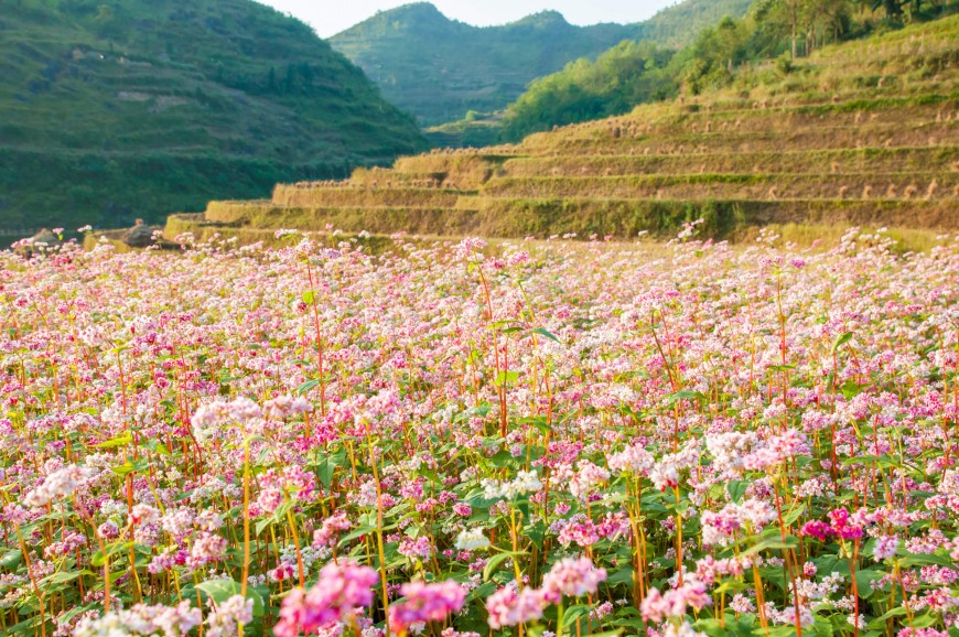 Chơi Đâu Ở Hà Giang Mùa Hoa Tam Giác Mạch