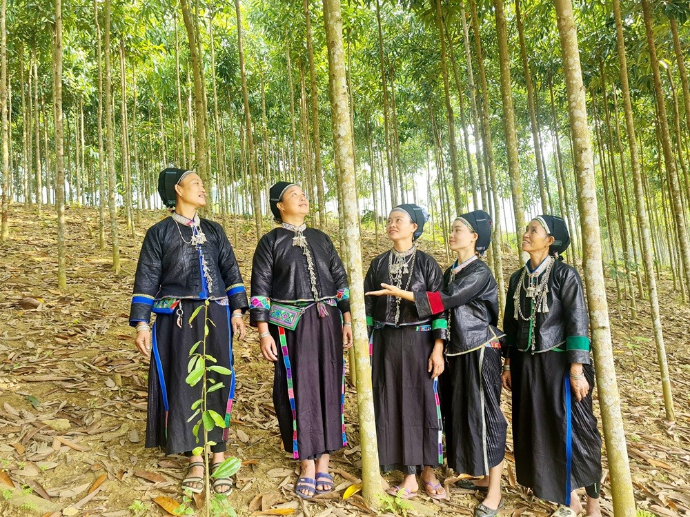 Bà con dân tộc Nùng ở bản Hò phát triển kinh tế từ trồng rừng quế.
