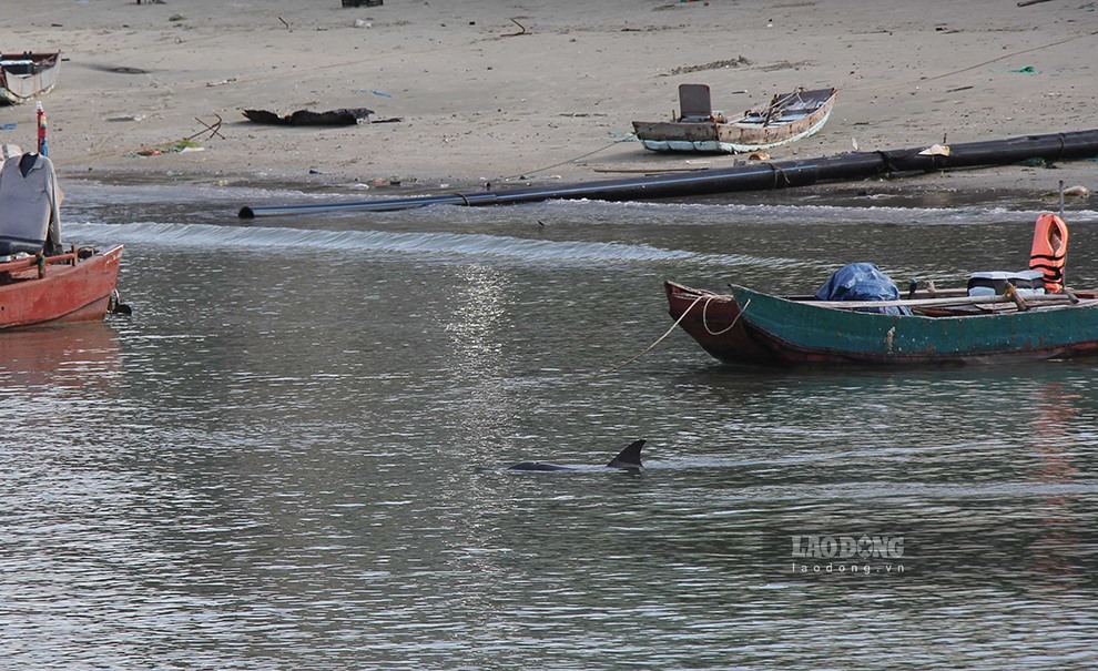 Cá heo bơi gần bờ biển Cô Tô. Ảnh: Trung tâm TTVH Cô Tô cung cấp
