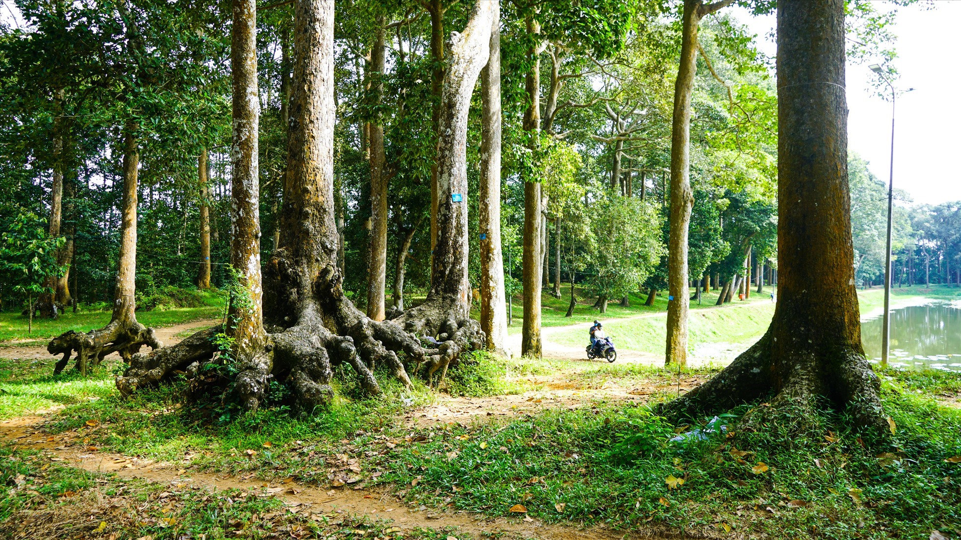 Ao Bà Om và những hàng cây xanh mát ở giữa lòng TP Trà Vinh. Ảnh: TQ