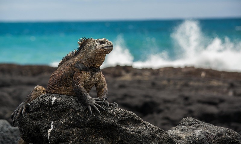 Galápagos là nơi du khách có thể tận mắt nhìn thấy loài động vật quý hiếm nhất thế giới. Ảnh: Galápagos Conservation Trust