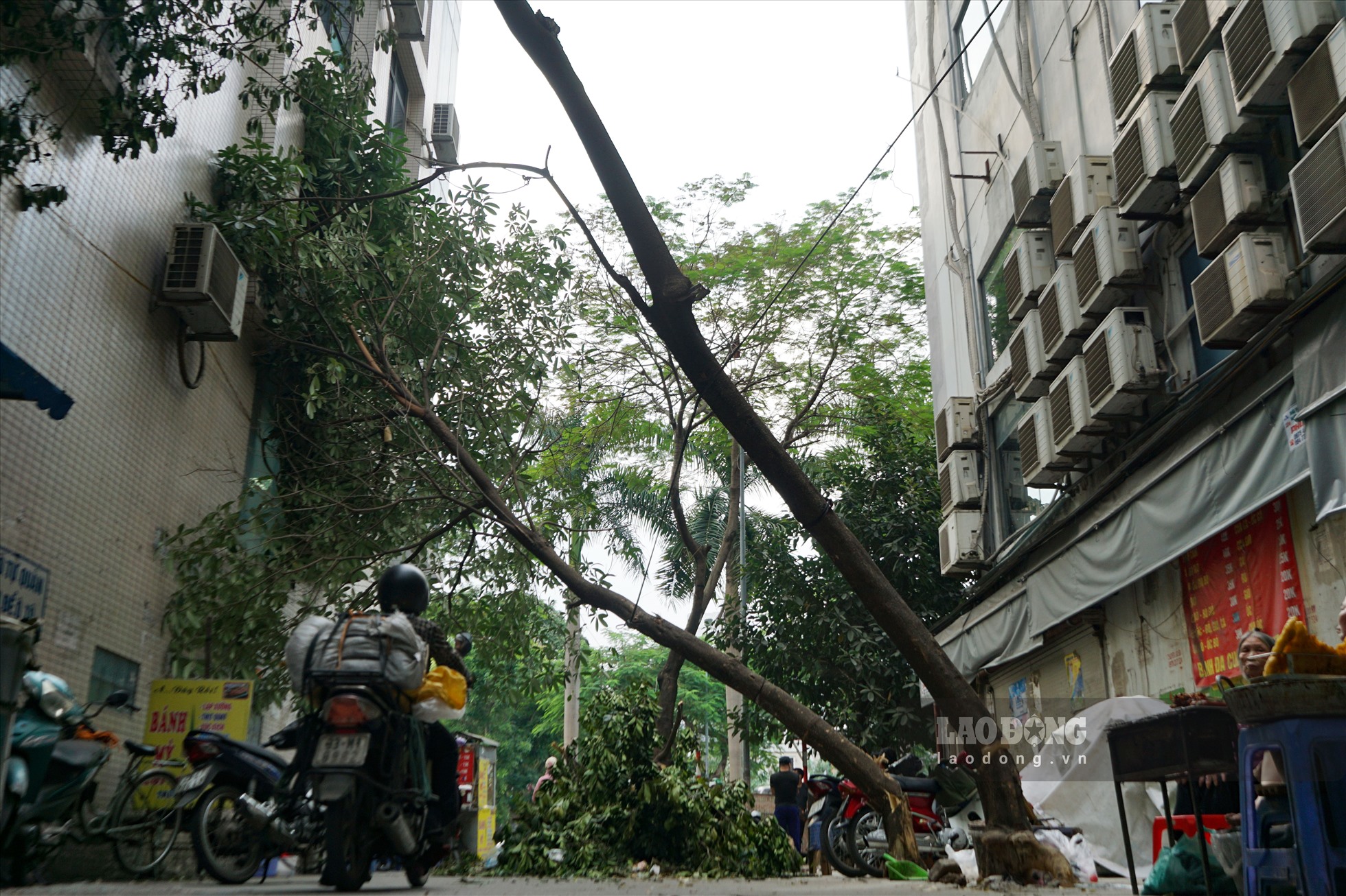 Tại hiện trường, ngõ 35 Lê Đức Thọ có diện tích chiều ngang khoảng 8m, chiều dài khoảng 17m, hàng cây vẫn đổ rạp, ngổn ngang chắn giữa lối đi nhưng chưa được di dời.