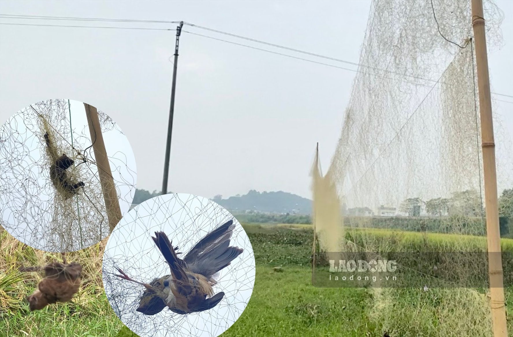 Thái Nguyên: Tháo gỡ bẫy lưới tận diệt chim trời sau phản ánh của Lao Động