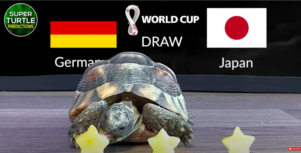 Chú rùa Super Turtle Predictions đã lựa chọn chiến thắng dành cho đội tuyển Hà Lan. Ảnh cắt từ clip.