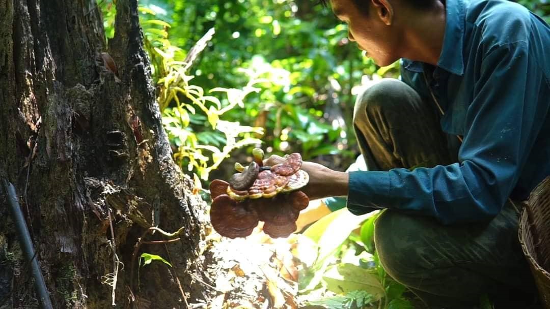Nấm lim xanh, sản vật của rừng.
