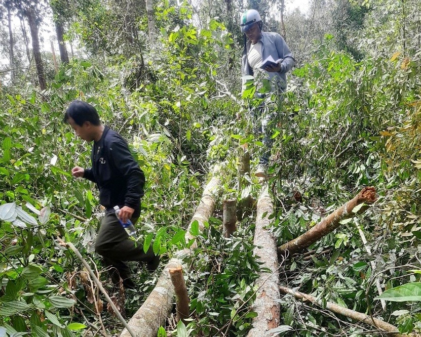 Cơ quan chức năng kịp thời phát hiện một vụ phá rừng ở trên địa bàn huyện Đắk Glong. Ảnh: Bảo Lâm