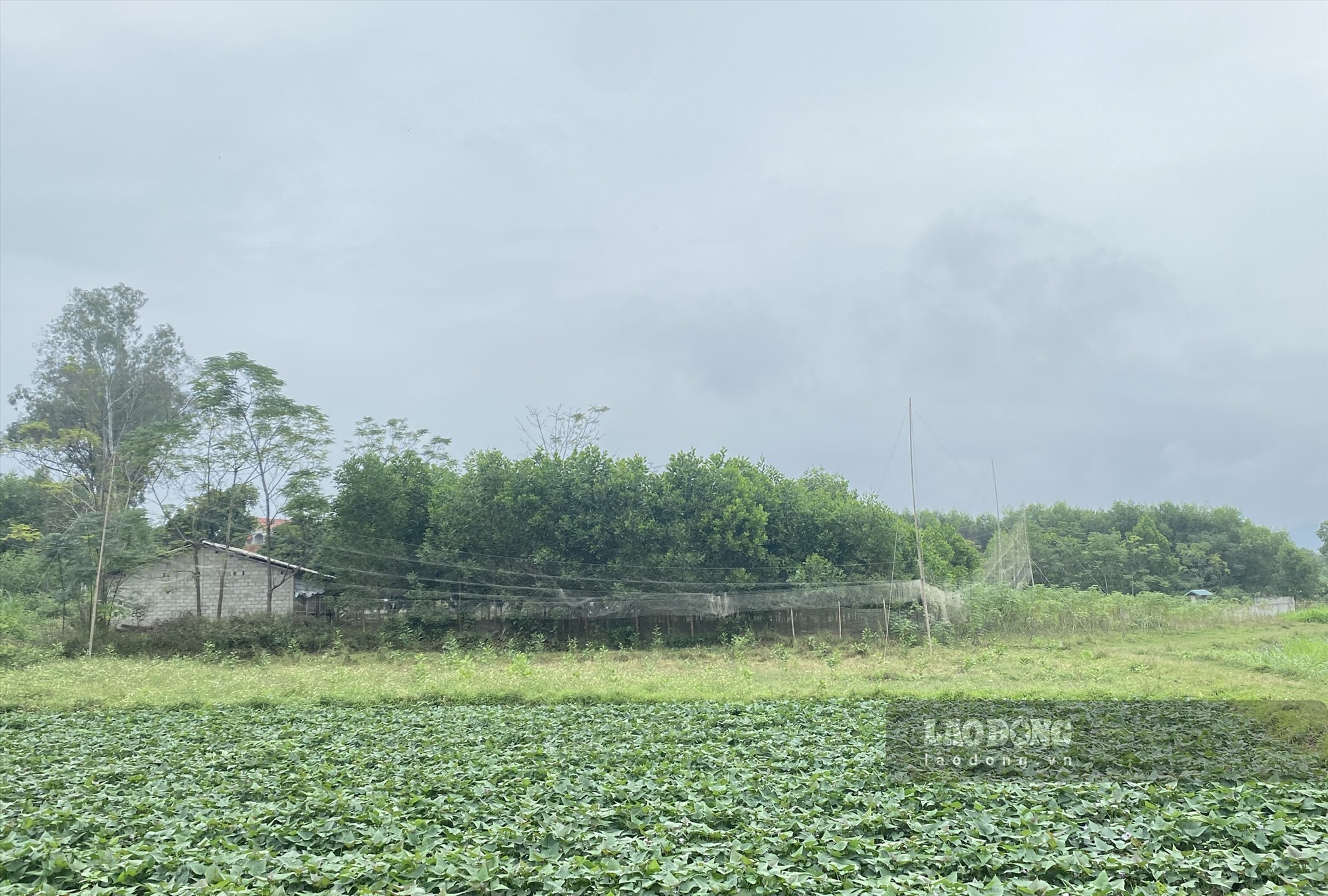 Ghi nhận của PV, nhiều cánh lưới vẫn ngổn ngang trên các cánh đồng xã Tân Khánh. Ảnh: Kiên Nguyễn