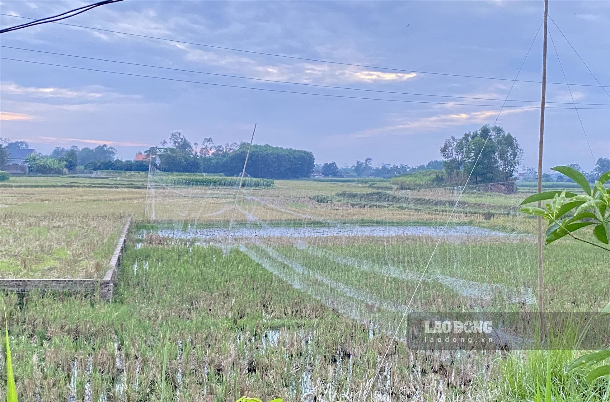 Nhiều cánh lưới vẫn ngổn ngang trên các cánh đồng xã Tân Khánh. Ảnh: Kiên Nguyễn.