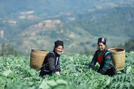 Traphaco mở rộng được vùng trồng có kiểm soát, tạo nguồn cung cấp dược liệu ổn định về số lượng và chất lượng