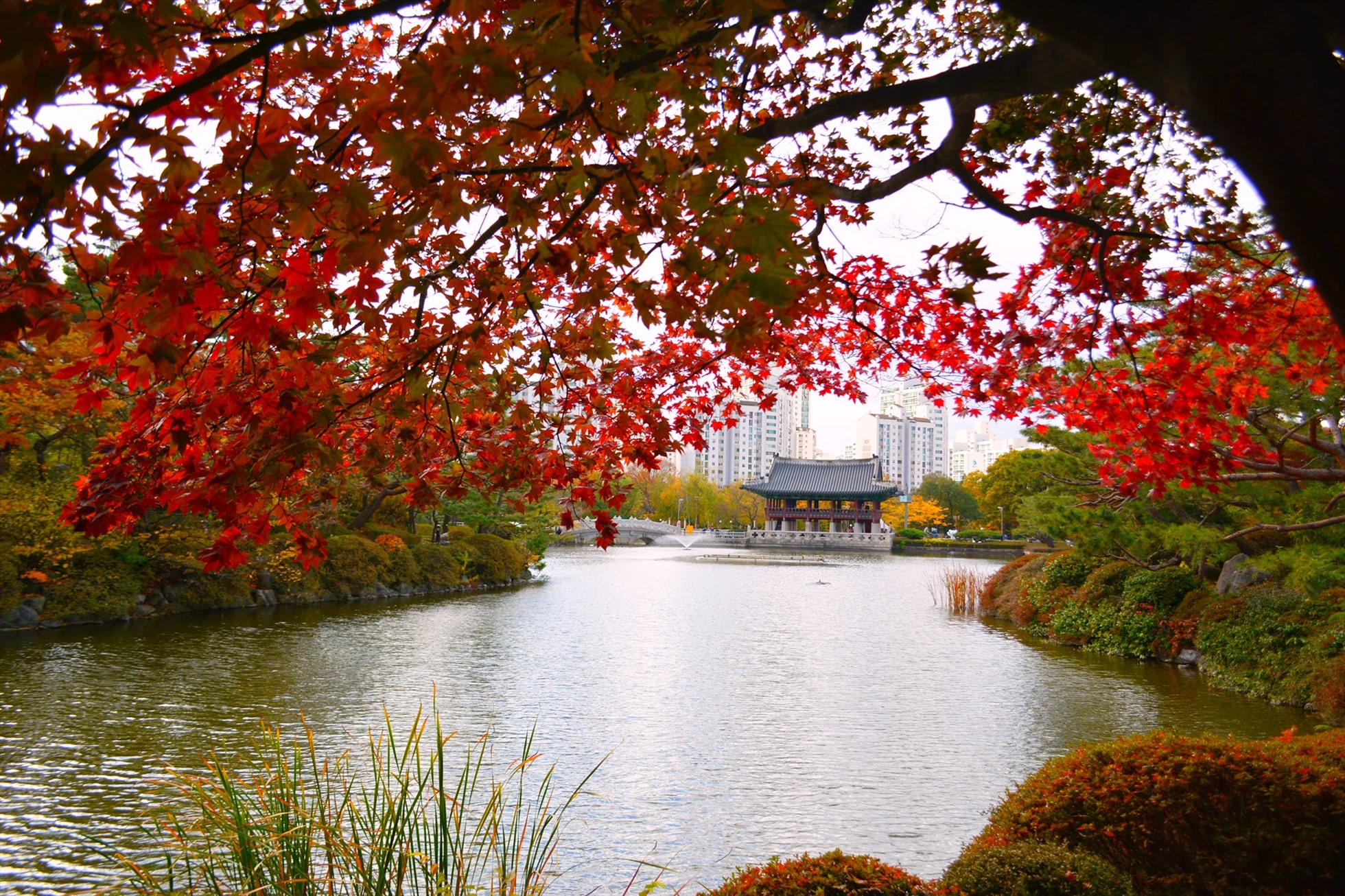 Cảnh đẹp bên hồ ở thành phố Seongnam, Gyeonggi trong mùa thu.