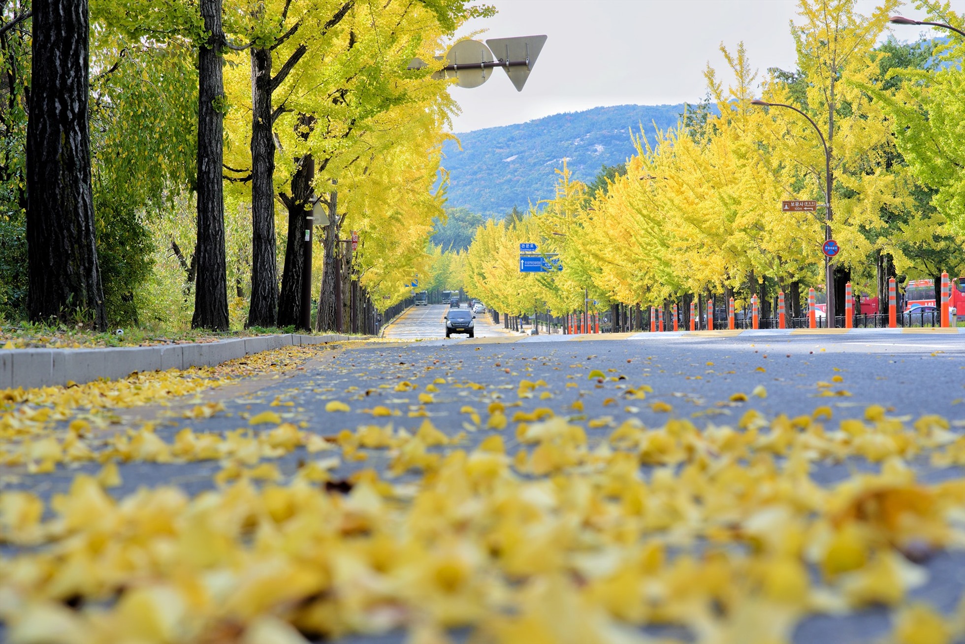 Con đường ngân hạnh ở gần tòa thị chính thành phố Gwacheon thuộc tỉnh Gyeonggi.