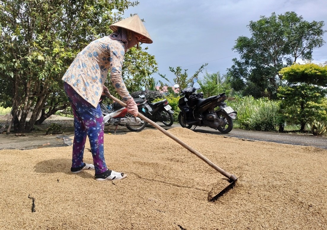 Người dân huyện Thới Bình, tỉnh Cà Mau thu hoạch lúa ST24, ST25 nhưng doanh nghiệp không mua. Ảnh: Tâm Trần