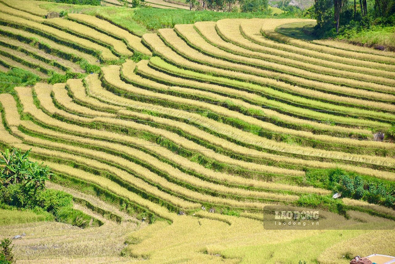 Mùa vàng tại Bình Liêu. Ảnh: TH