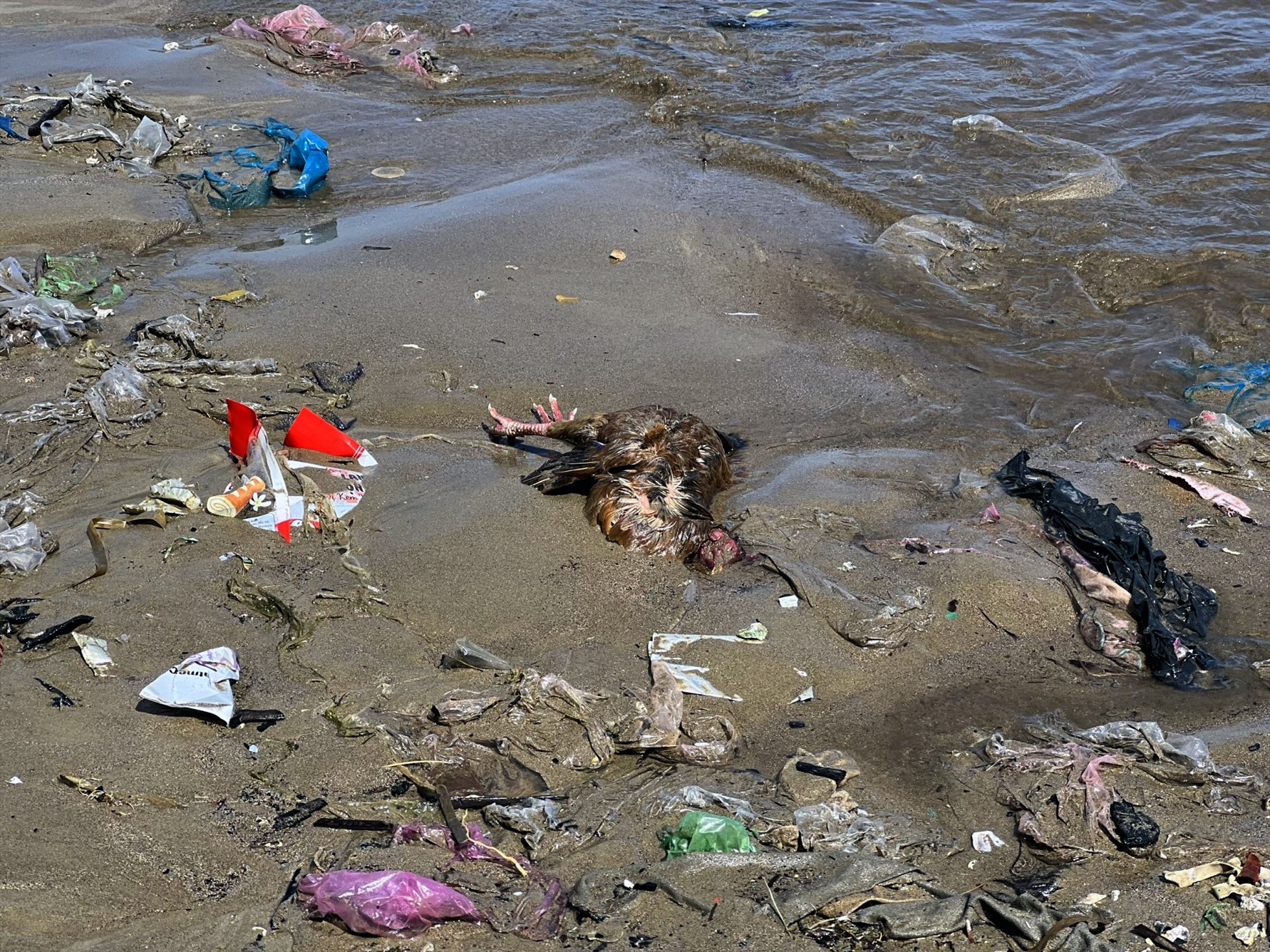 Không chỉ rác thải, mà xác chết gia cầm cũng thường xuyên trôi vào bờ biển An Vĩnh.