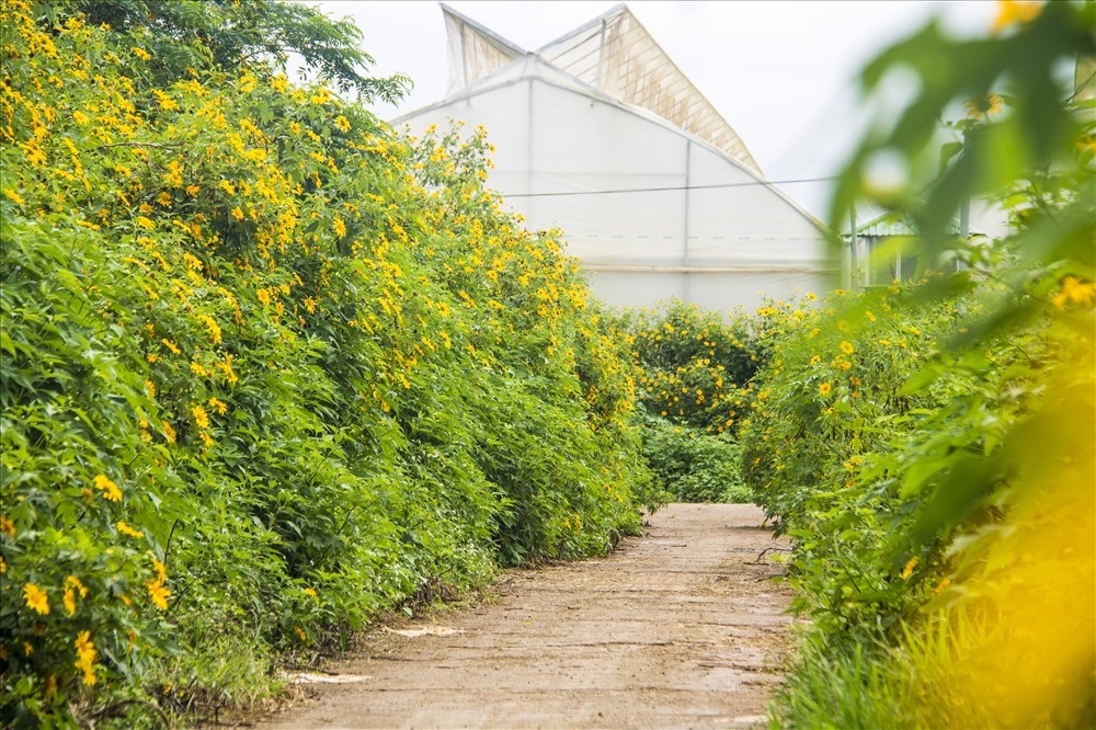 Hoa dã quỳ bên hai hàng đường. Ảnh: LDO.