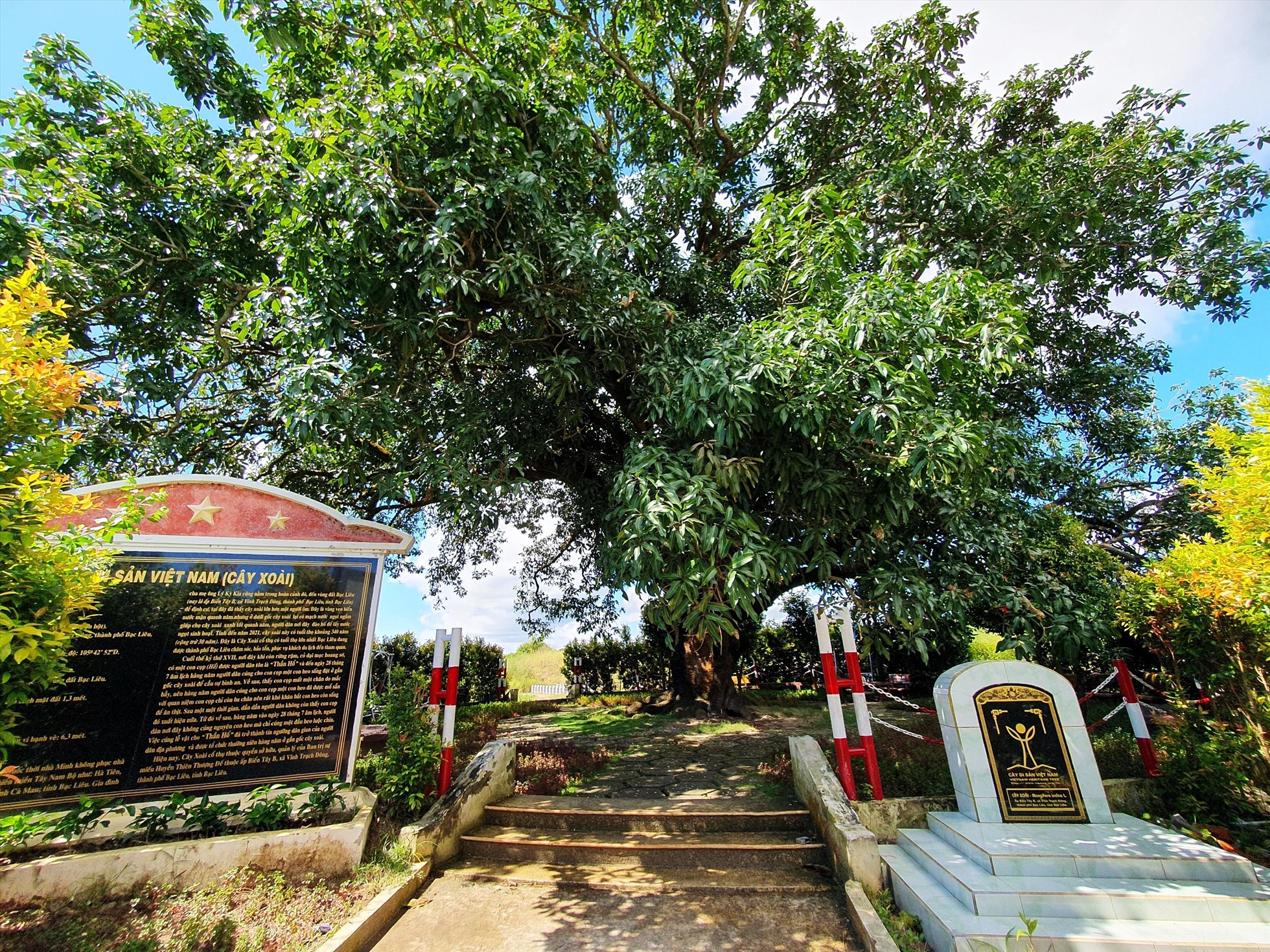 Cách trung tâm thành phố khoảng 7km, tại ấp Biển Tây A - xã Vĩnh Trạch Đông - TP. Bạc Liêu - tỉnh Bạc Liêu, có cây xoài cao gần 20m, tán lá toả rộng hơn 300m2, gốc to khoảng 6 người ôm, dù đã hơn 300 năm tuổi nhưng đến nay cây xoài vẫn xanh tốt.