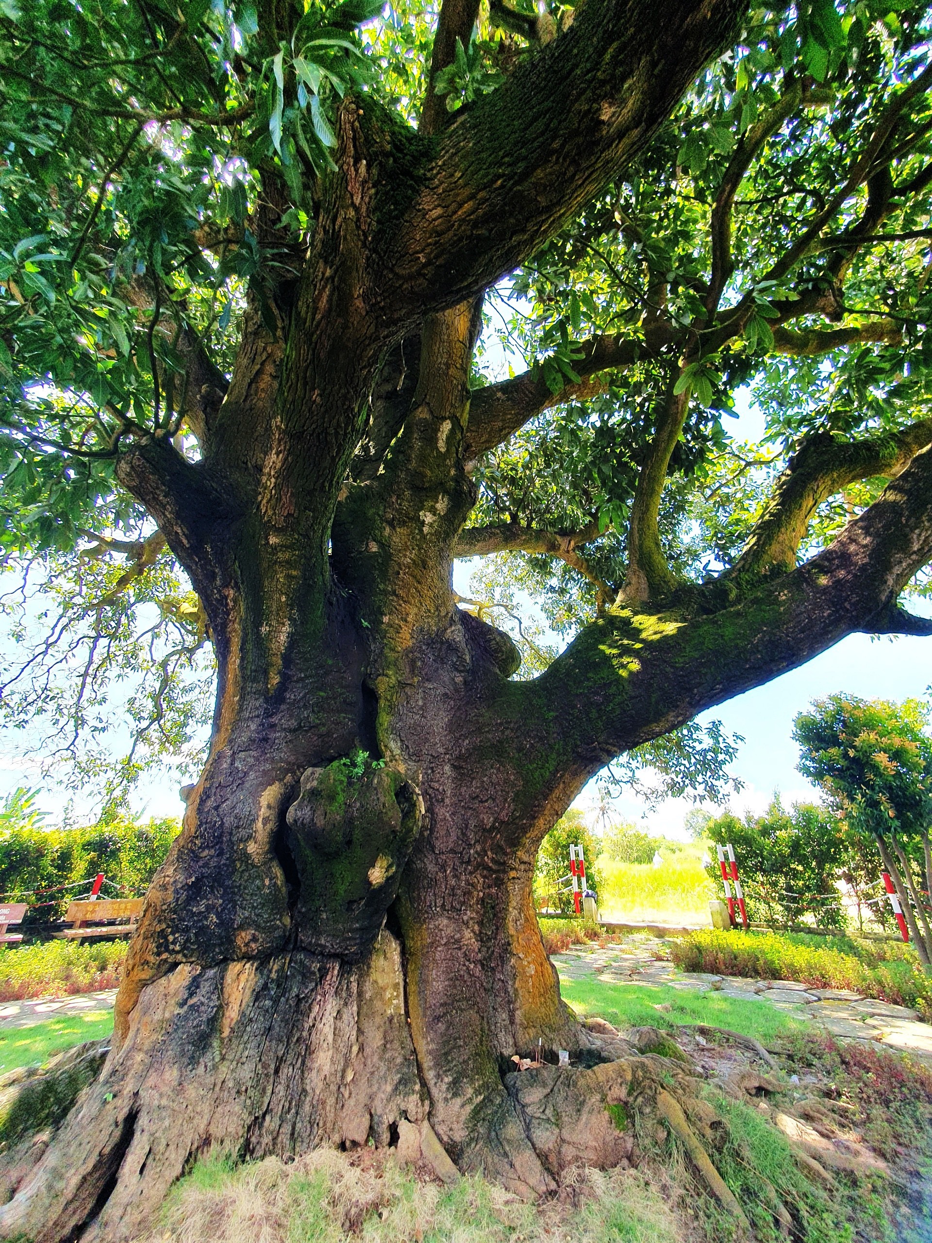 Tính theo mốc thời gian từ năm đó, đến nay cây xoài này đã có tuổi thọ khoảng 341 năm. Đây là cây xoài cổ thụ có tuổi thọ lớn nhất Bạc Liêu, cũng là cây xoài lớn nhất vùng ĐBSCL.