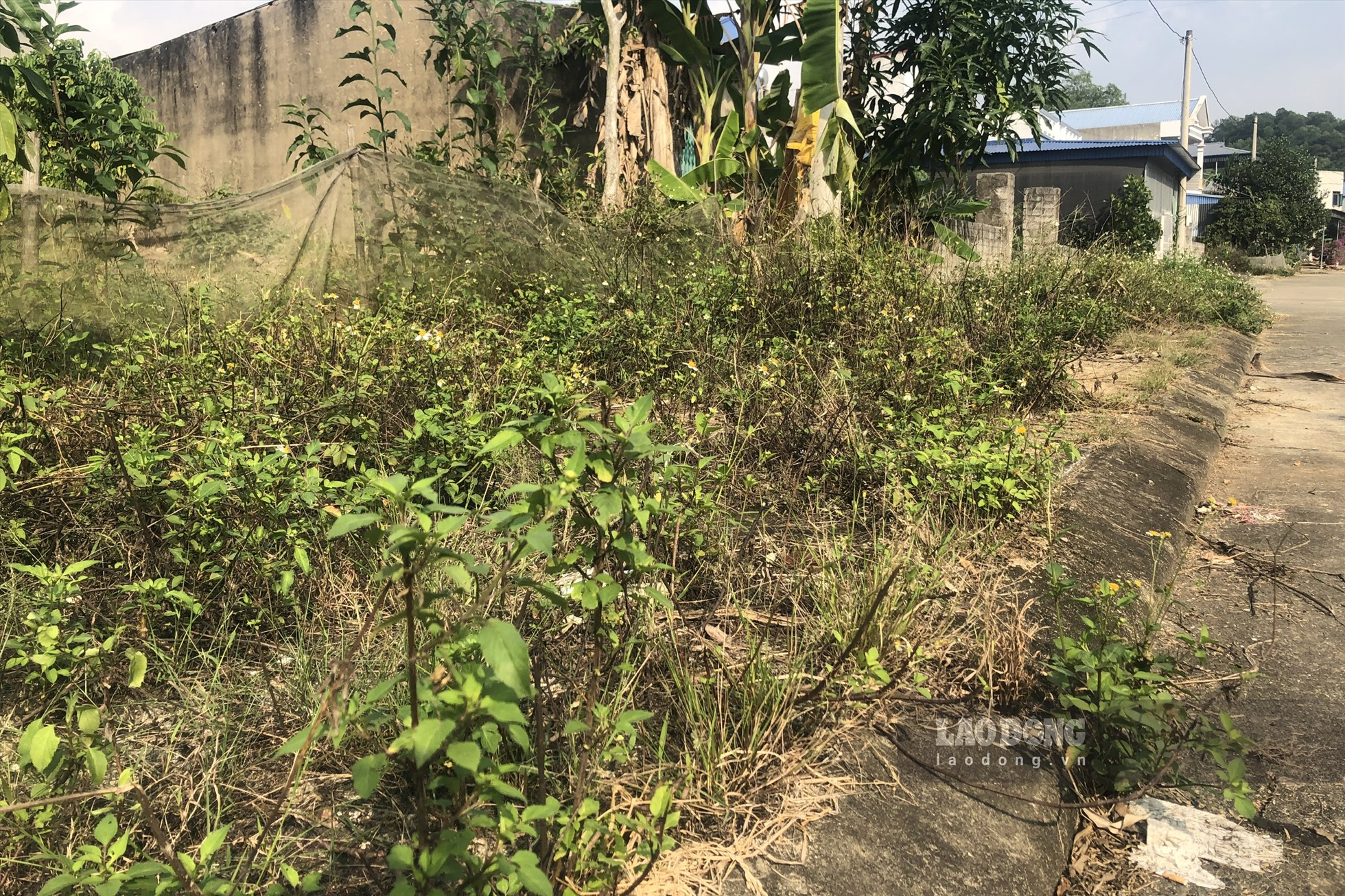 Vỉa hè dự án tái định cư cũng bị phủ kín bởi cỏ dại. Ảnh: Nguyễn Hoàn.