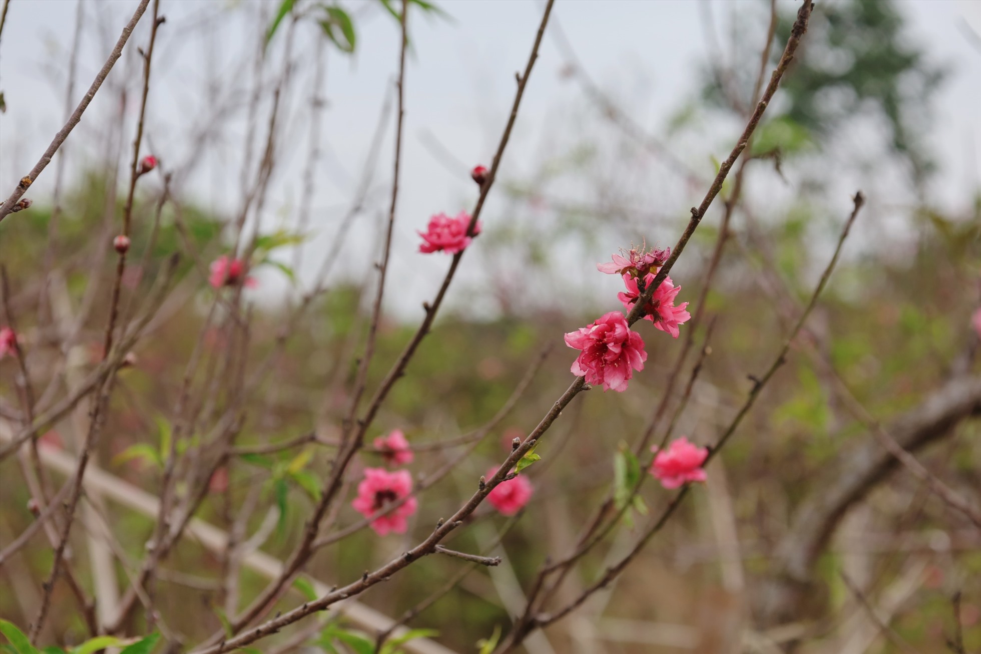 Những cây hoa nở sớm, người chủ sẽ cắt để bán sớm, phục vụ dịp Tết Dương lịch. Ảnh: Nguyễn Thúy.