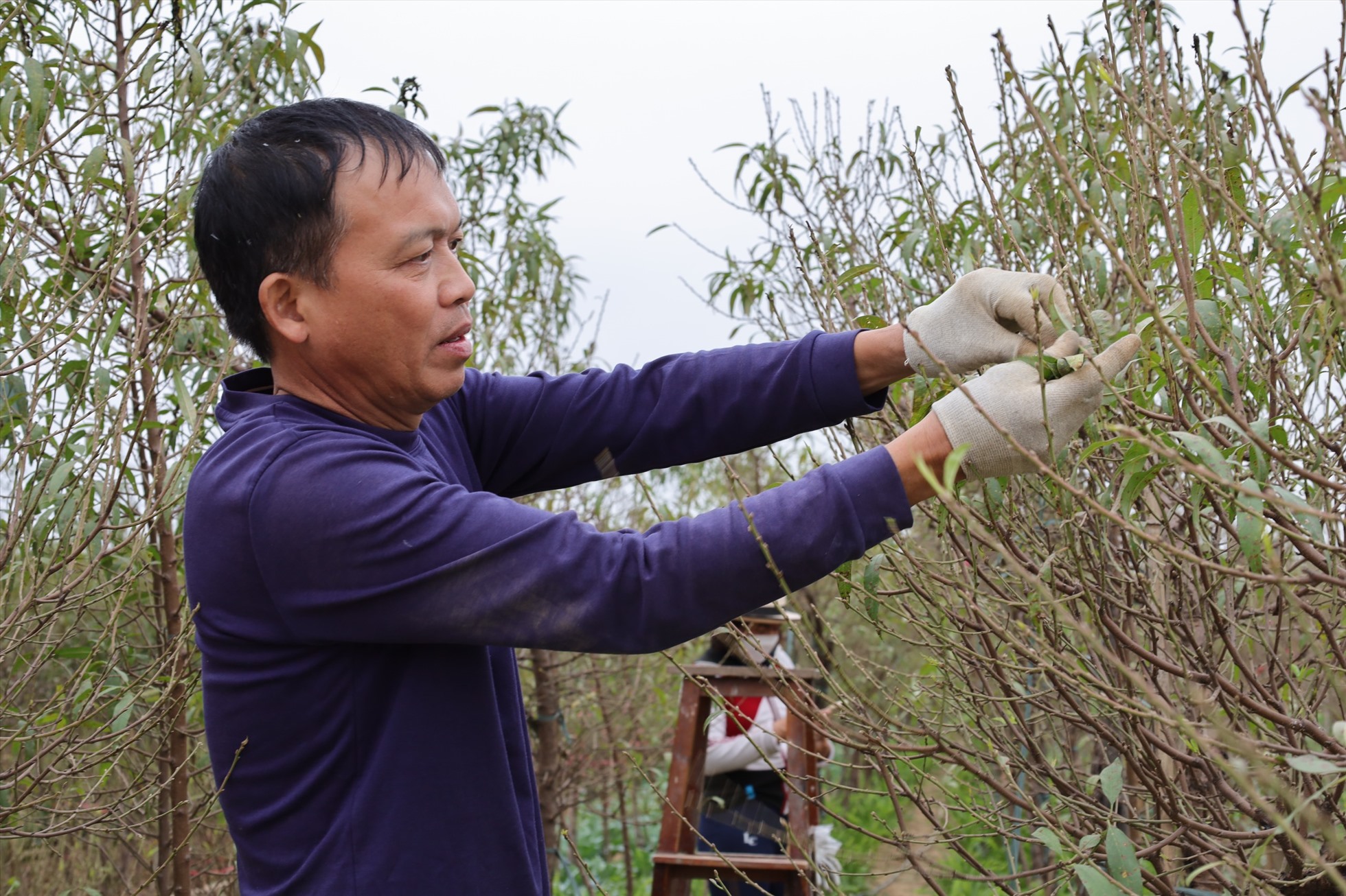 Người trồng đào Nhật Tân tất bật tuốt lá chuẩn bị cho Tết Nguyên đán 2023. Ảnh: Nguyễn Thúy.