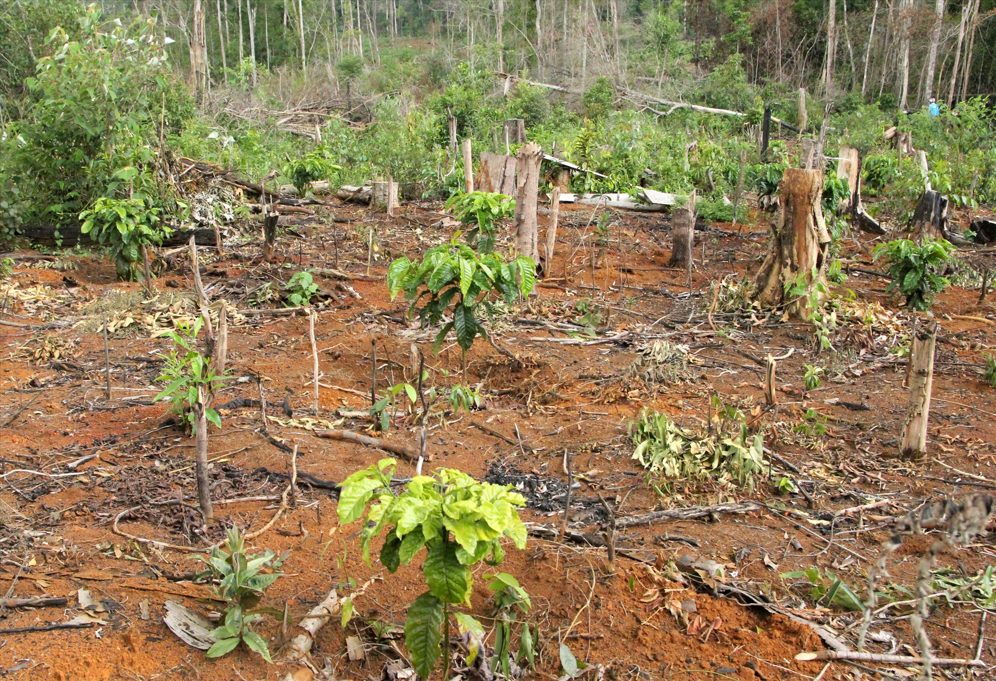 Nhiều diện tích đất rừng của công ty lâm nghiệp bị người dân lấn chiếm để trồng cây cà phê. Ảnh: Phan Tuấn
