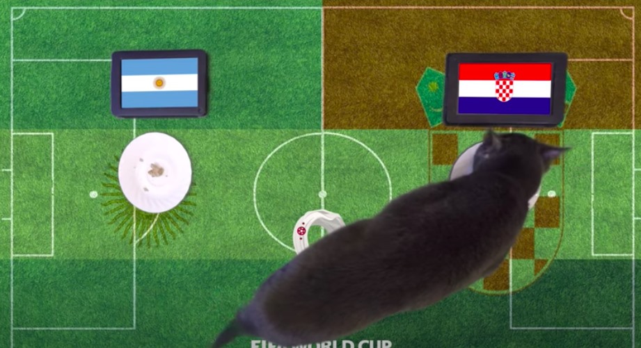 Mèo Cass chọn phần thắng cho Croatia. Ảnh cắt từ clip.