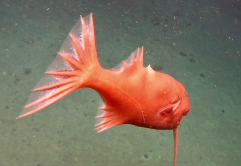 Lần quan sát thứ hai cá quỷ anglerfish trong chuyến thám hiểm của tàu Fendouzhe. Ảnh: IDSSE