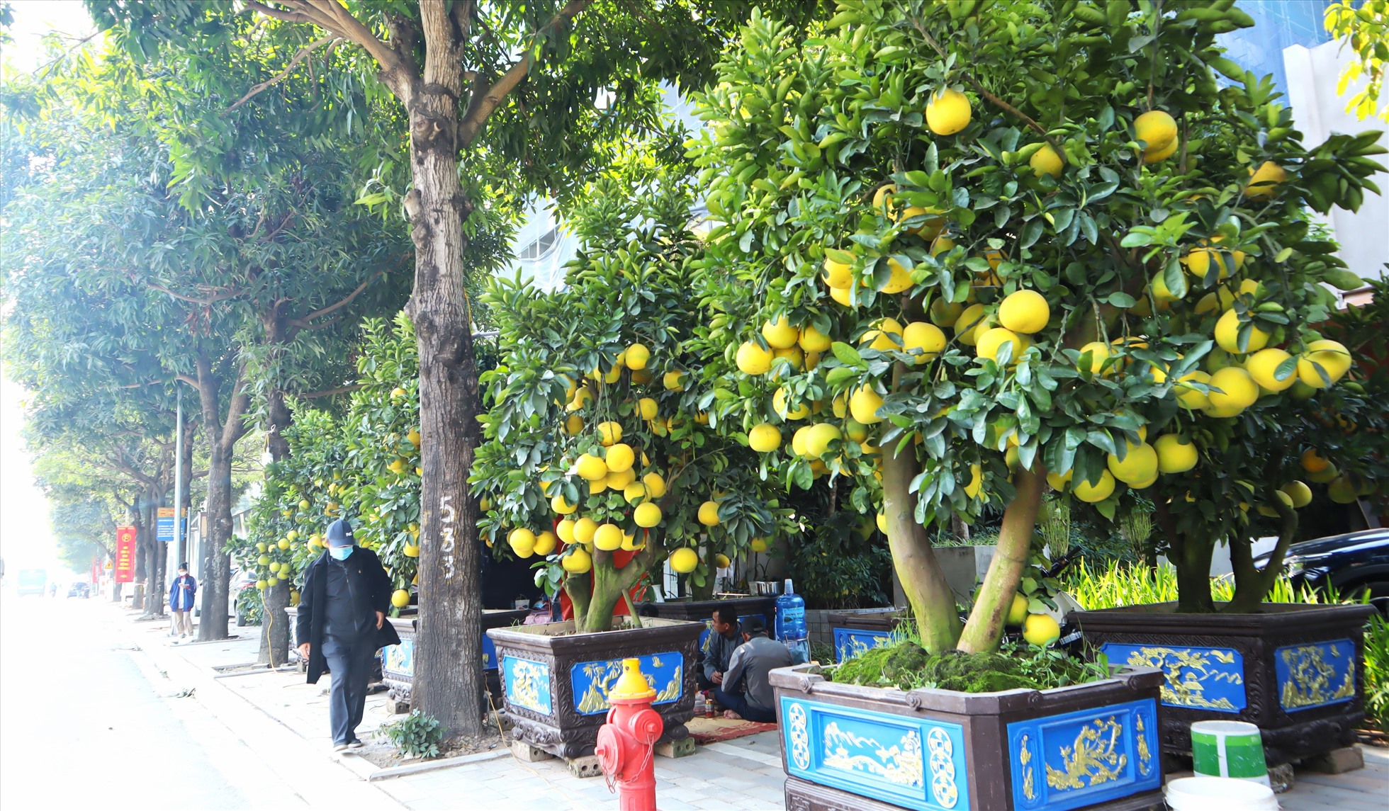 Khoảng hơn nửa tháng nay, có hàng trăm cây bưởi Diễn bonsai, nhiều kích cỡ được các nhà vườn bán trên phố Lạc Long Quân (Tây Hồ, Hà Nội) phục vụ khách hàng chơi Tết sớm.
