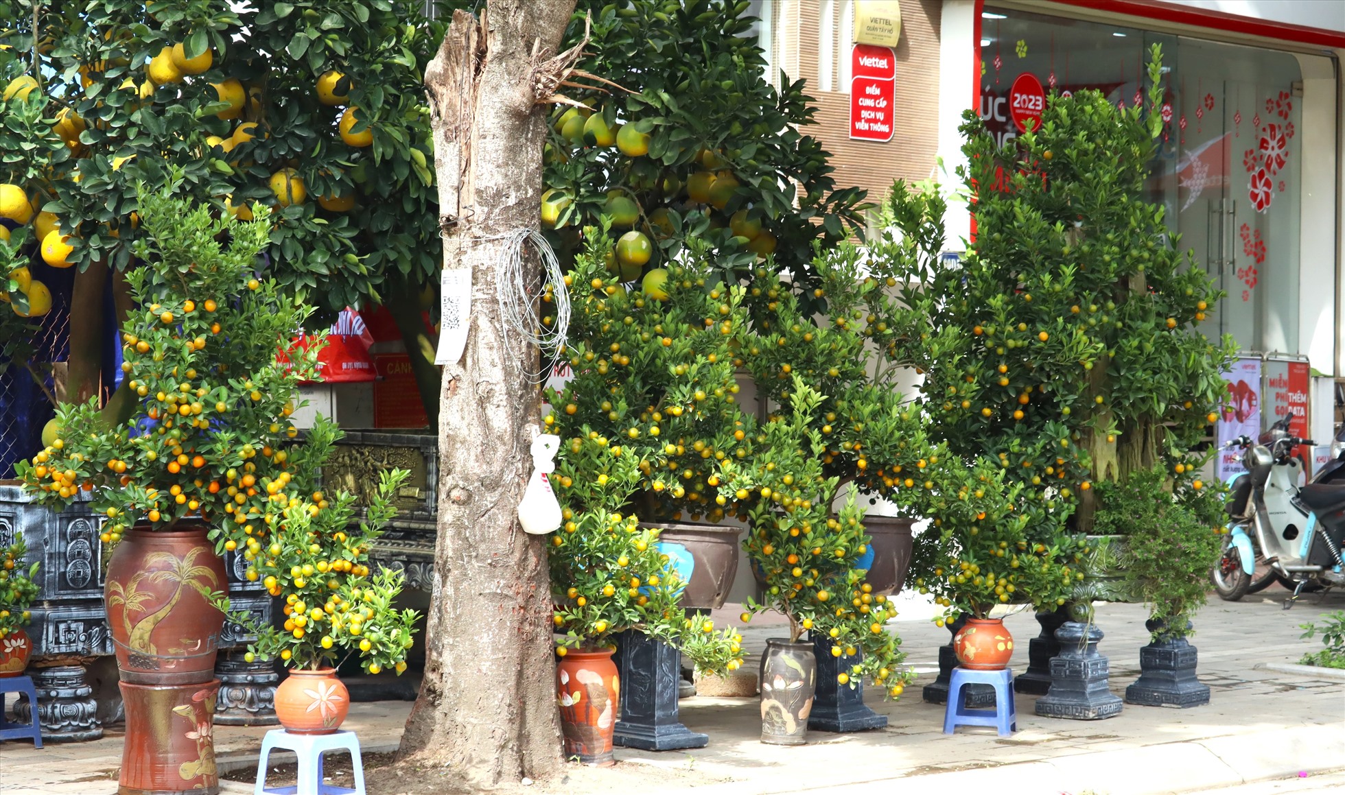 Bên cạnh bưởi Diễn bonsai, một số nhà vườn còn bày bán cả quất bonsai.